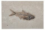 Fossil Fish (Diplomystus) - Green River Formation #214118-1